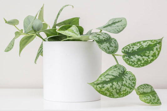 Scindapsus pictus (Pothos / Satin Pothos)
