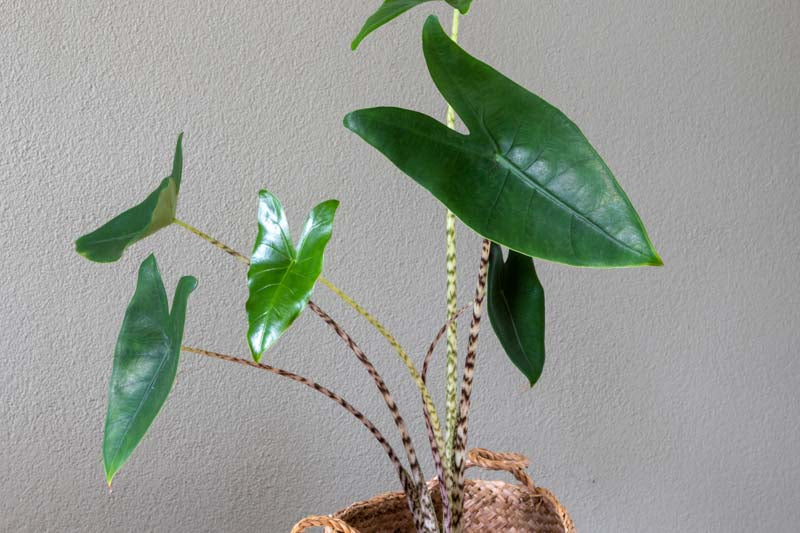 Alocasia zebrina (Zebra Plant)