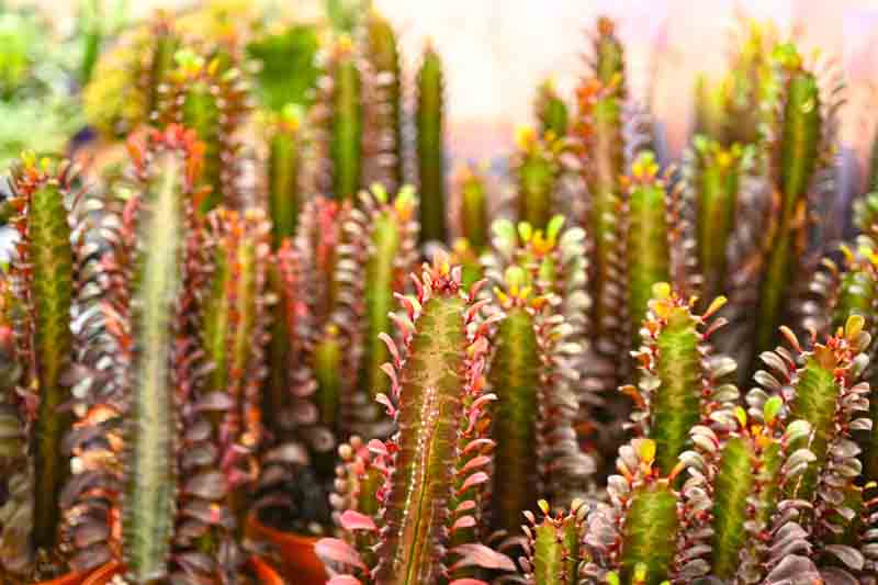 Euphorbia Trigona (African Milk Tree)