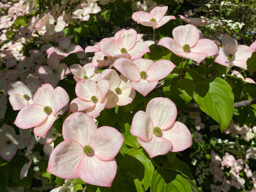 Cornus kousa 'Eric Gennett' (Eric Gennett Kousa Dogwood)