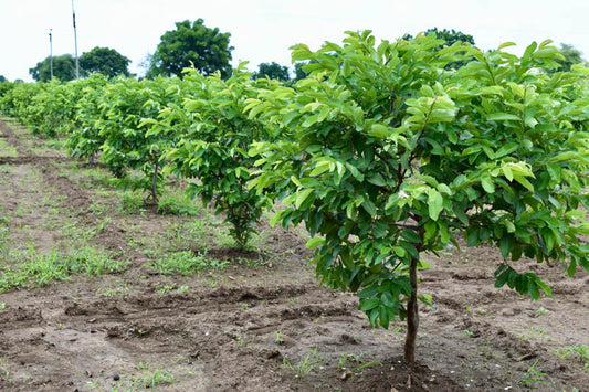 Psidium guajava ‘Hawaiian’ (Hawaiian Guava)
