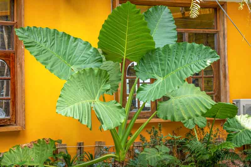 Alocasia Macrorrhizos (Giant Taro / Giant Elephant Ear)