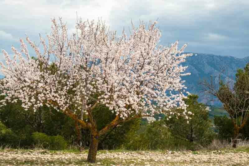 Prunus dulcis ‘Pollardii’ (Pollardii Almond)