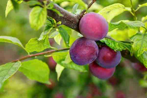 Prunus salicina ‘Narrabeen’ (Dwarf Narrabeen Plum)