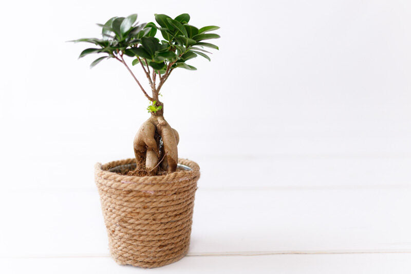 Ficus microcarpa – Chinese Banyan