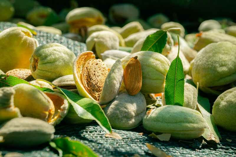 Prunus dulcis ‘Pollardii’ (Pollardii Almond)