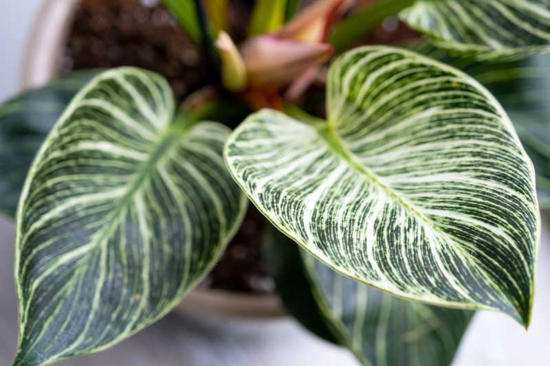 Philodendron ‘Birkin’ (White Wave Philodendron)