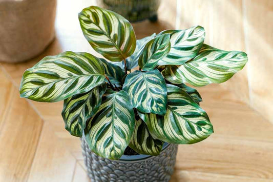 Calathea fasciata (Goeppertia)