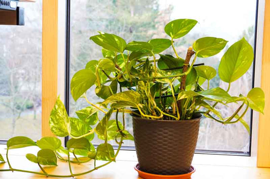 Epipremnum aureum Mixed (Pothos / Devil’s Ivy)