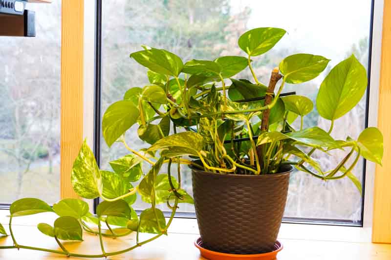 Epipremnum aureum – Pothos ‘Devil’s Ivy’ Totem Poles