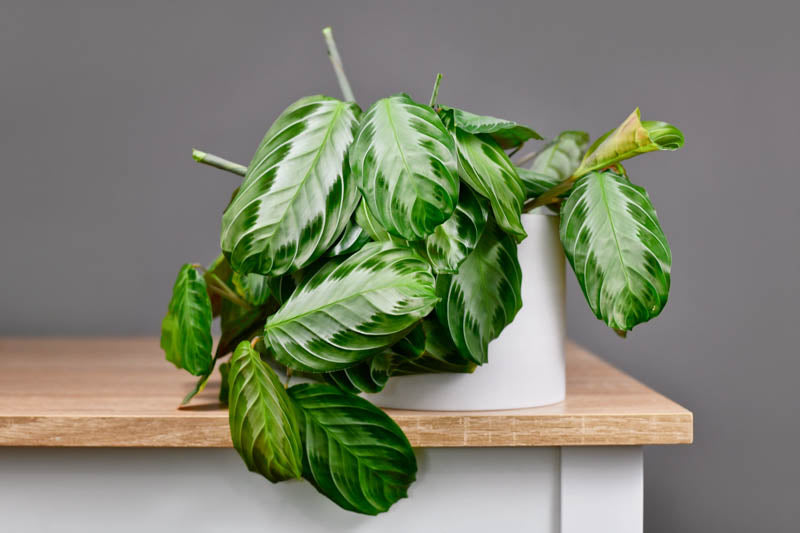 Maranta Leuconeura var. Kerchoveana ‘Silver Band’ (Silver Band Prayer Plant)