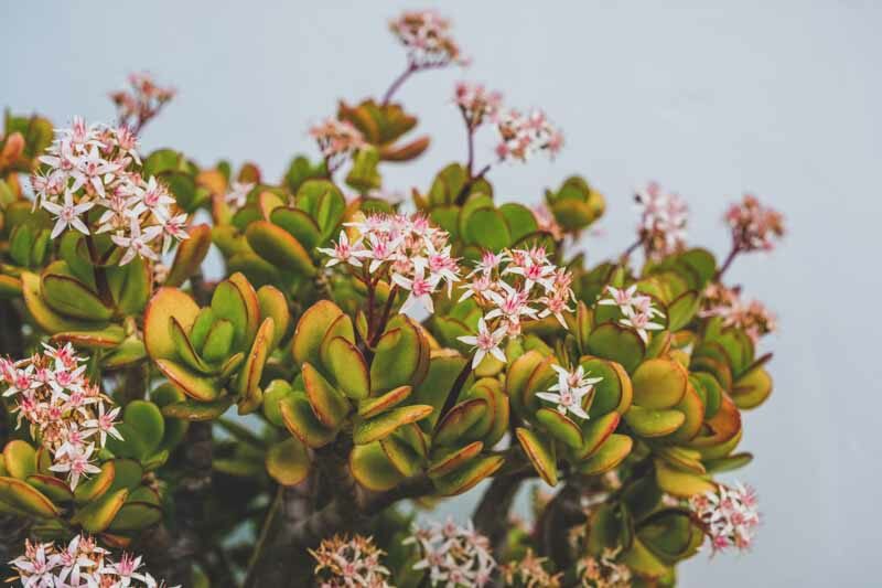 Crassula Ovata (Jade Plant)