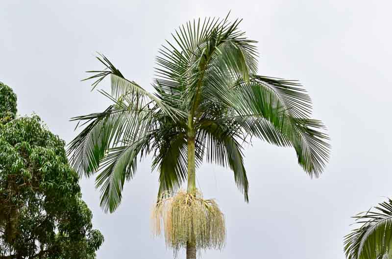 Archontophoenix alexandrae (King Palm)