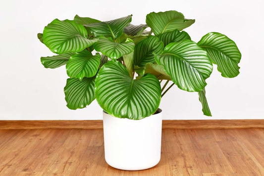 Calathea orbifolia (Round-leaved Calathea)