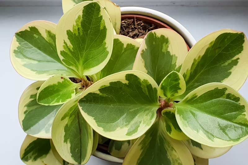 Peperomia Obtusifolia Variegated (Variegated Baby Rubber Plant)
