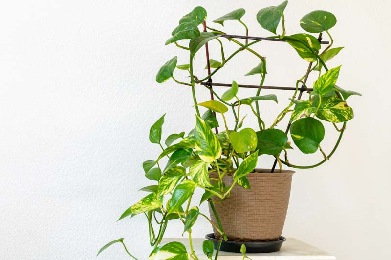 Epipremnum aureum – Pothos ‘Devil’s Ivy’ Totem Poles