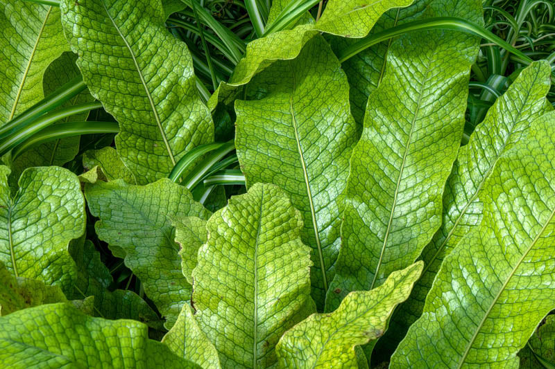 Microsorum musifolium ‘Crocodyllus’ (Crocodile Fern)