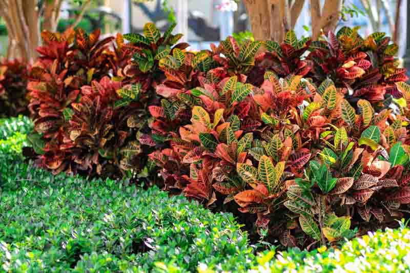 Codiaeum Variegatum (Assorted Croton)
