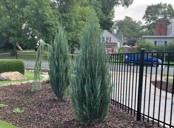 Juniperus scopulorum ‘Blue Arrow’