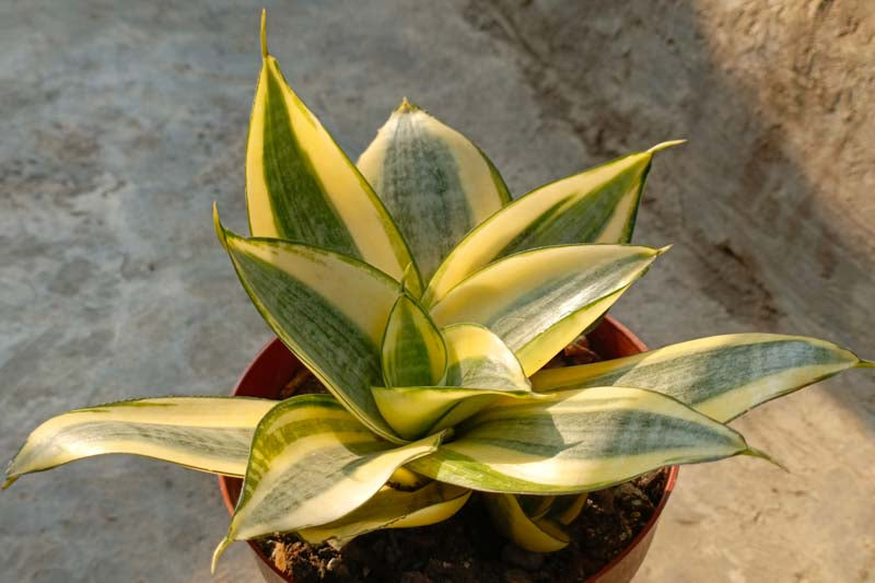 Sansevieria trifasciata ‘Hahnii Gold’ (Golden Bird’s Nest Snake Plant)