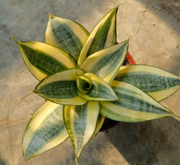Sansevieria trifasciata ‘Hahnii Gold’ (Golden Bird’s Nest Snake Plant)