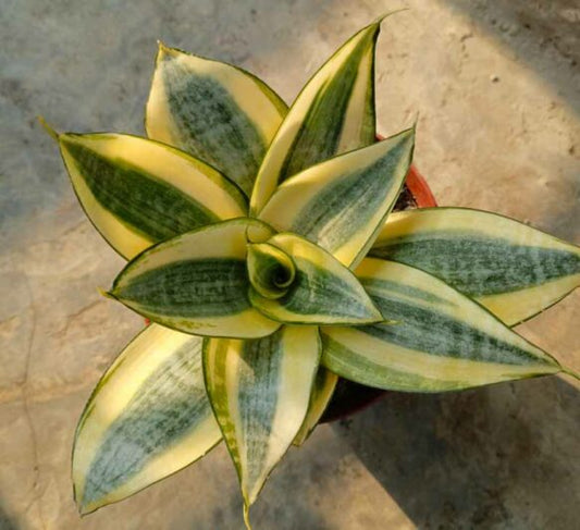 Sansevieria trifasciata ‘Hahnii Gold’ (Golden Bird’s Nest Snake Plant)