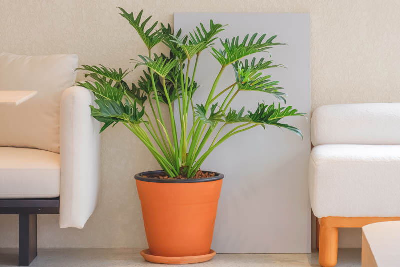 buy philodendron xanadu sydney Philodendron Xanadu (Xanadu Philodendron) – Compact Tropical Foliage Plant