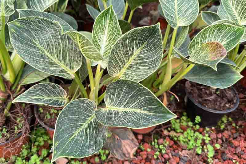 Philodendron ‘Birkin’ (White Wave Philodendron)