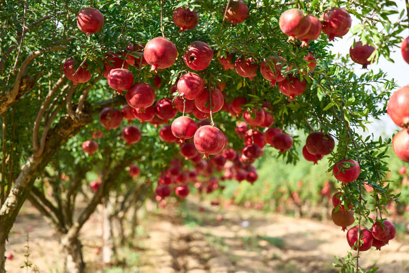 Punica granatum ‘Legrelleiae’ (Pomegranate)