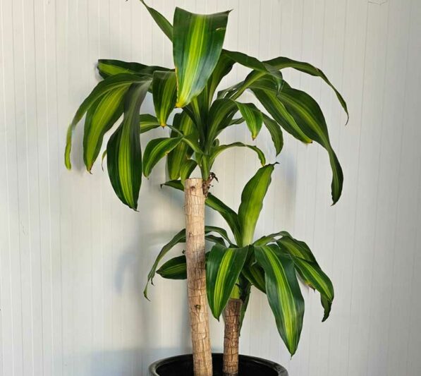 Dracaena fragrans 'Massangeana' (Massangeana / Corn Plant)