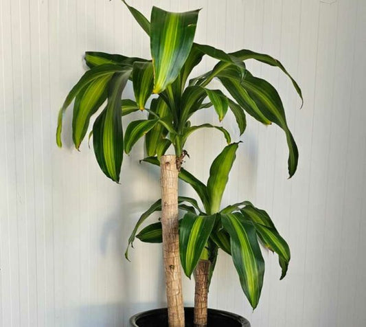 Dracaena fragrans 'Massangeana' (Massangeana / Corn Plant)