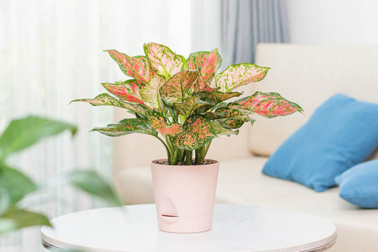 Aglaonema ‘Lady Valentine’ (Chinese Evergreen)