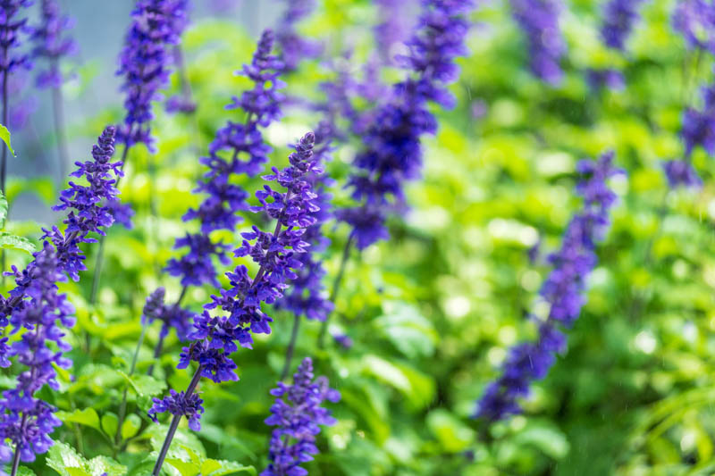 Salvia ‘Mystic Spires’ (Blue Sage)