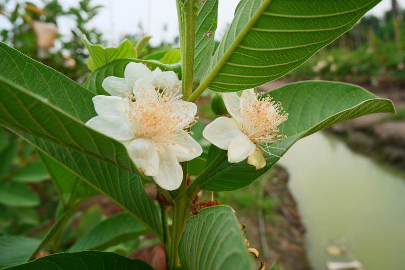 Psidium guajava ‘Hawaiian’ (Hawaiian Guava)