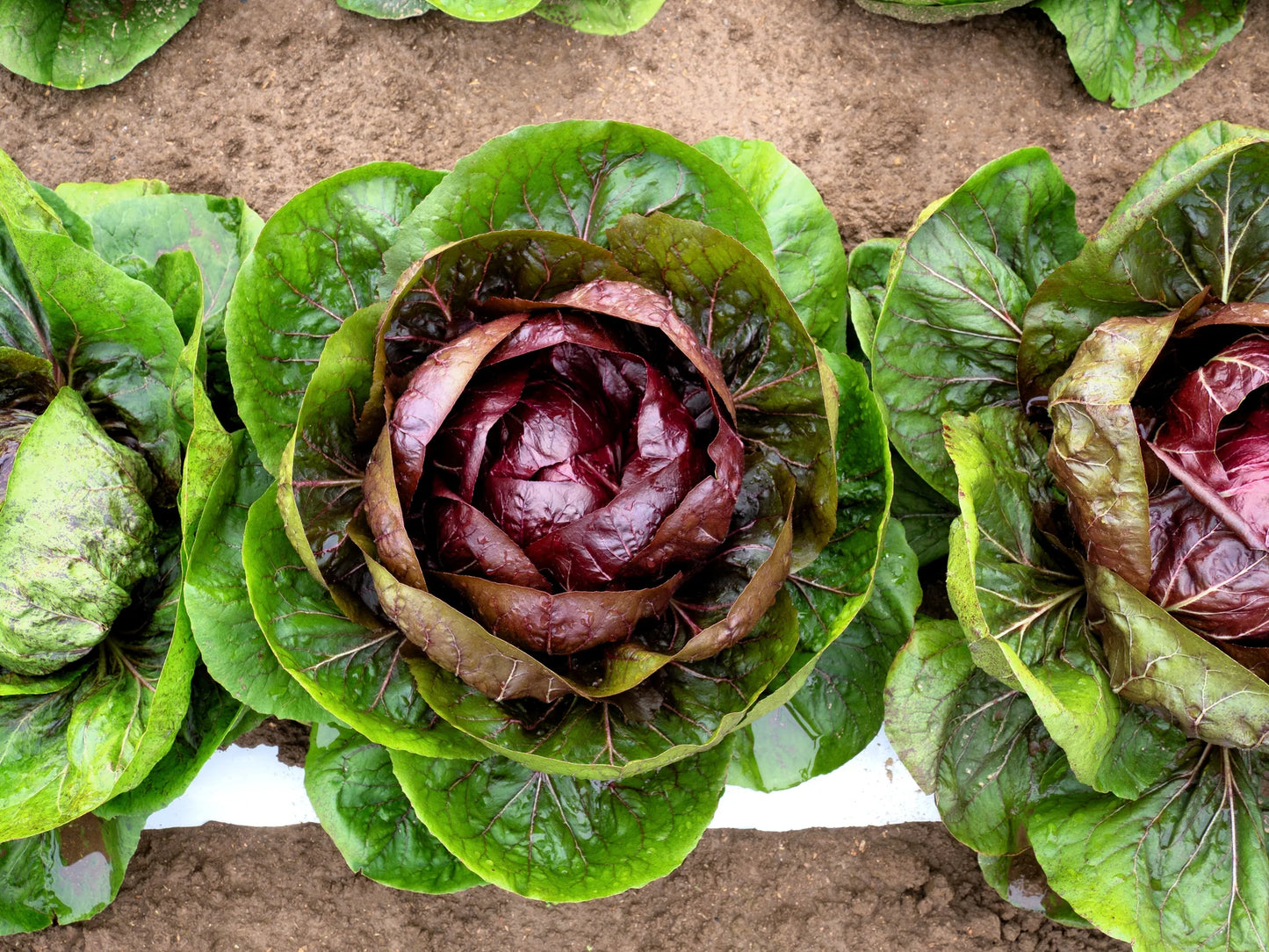 Cichorium intybus (Radicchio)