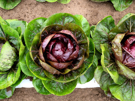 Cichorium intybus (Radicchio)