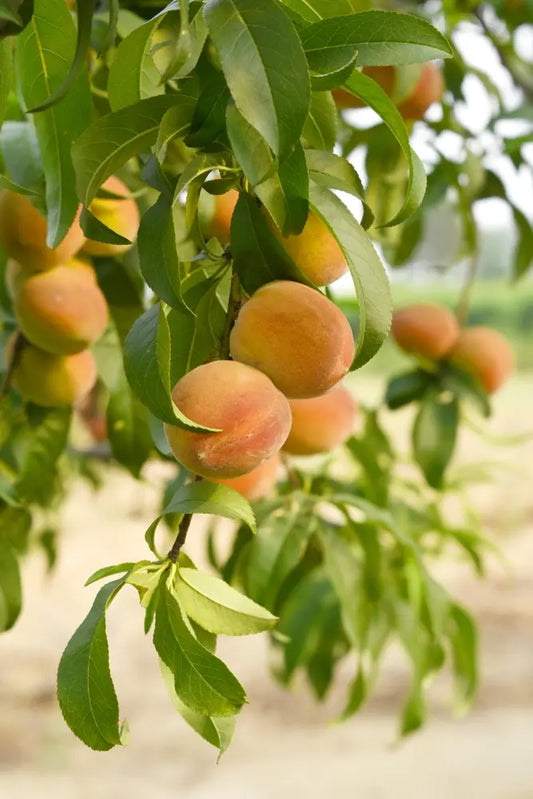 Prunus Persica 'Golden Queen' (Dwarf Golden Queen Peach)