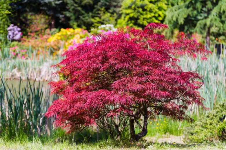 Acer palmatum 'Orangeola' (weeping)