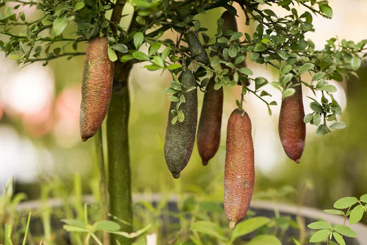 Citrus australasica ‘Australian Outback’ Australian Desert Dwarf (Finger Lime)
