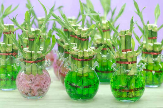 Dracaena sanderiana (Lucky Bamboo / Dracaena)