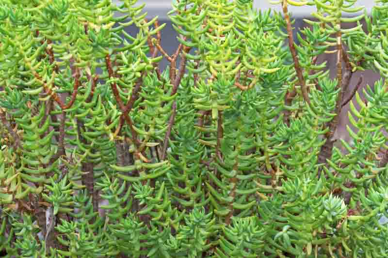 Crassula tetragona (Miniature Tree Crassula)