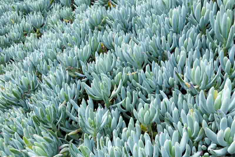Senecio serpens (Blue Chalksticks)