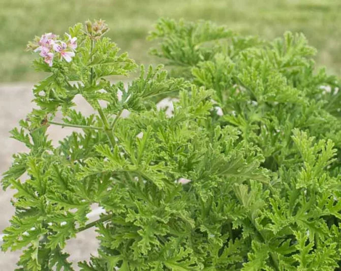 Geranium Pelargonium citrosum – Citronella Geranium