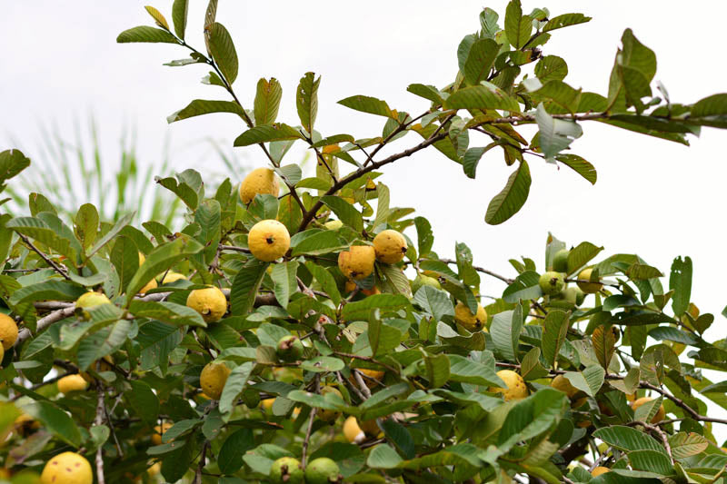 Psidium guajava ‘Hawaiian’ (Hawaiian Guava)
