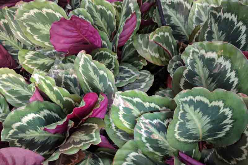 Goeppertia (Calathea) roseopicta ‘Dottie’