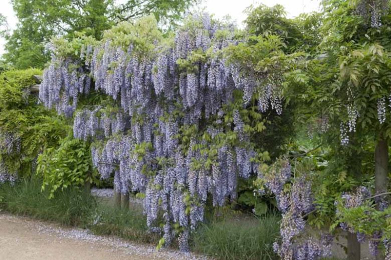 Wisteria floribunda ‘Macrobotrys’ – Japanese Wisteria