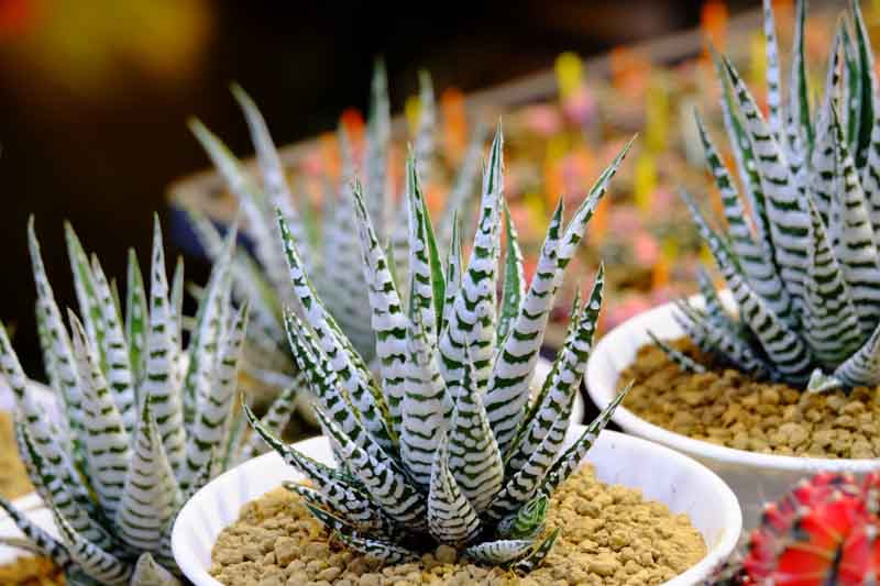 Haworthiopsis attenuata (Zebra Haworthia)