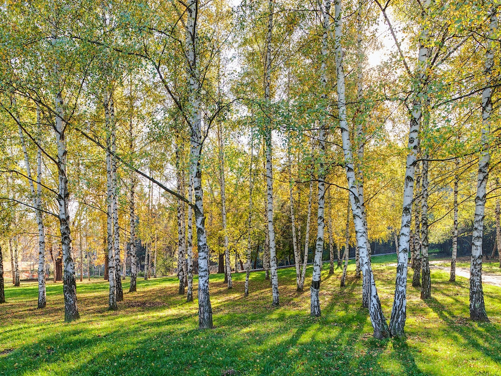 Cluster of mature Betula Pendula 'Moss White' trees in a bush setting, highlighting their elegant form and distinctive bark.