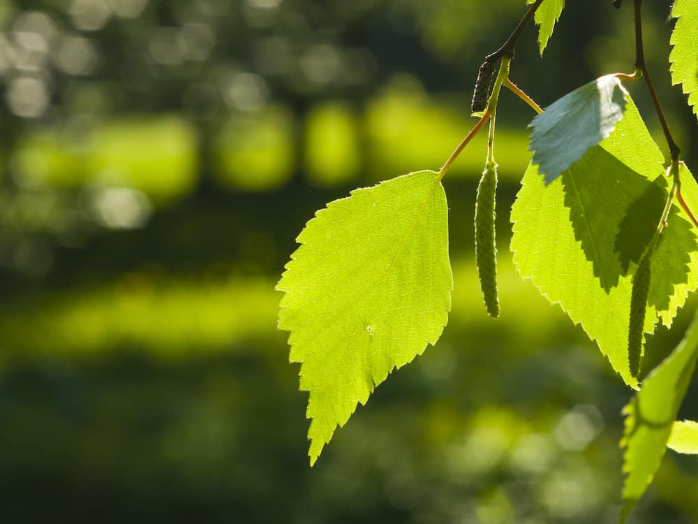 Detailed view of a delicate green leaf from Betula Pendula 'Moss White,' showcasing its fine texture and serrated edges.