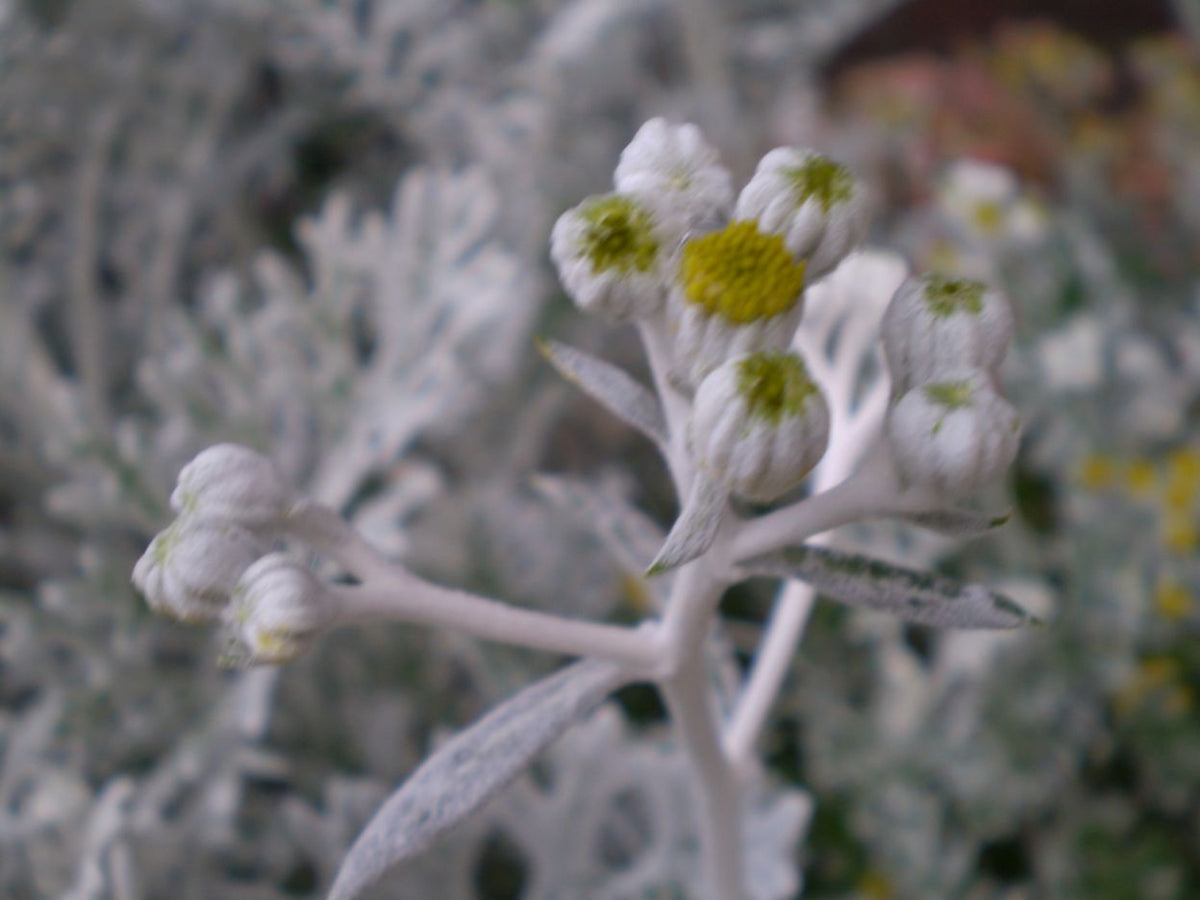 Jacobaea maritima ‘Silver Dust’ (Silver Dust Dusty Miller)